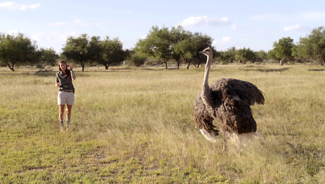 Dierendokter in het wild